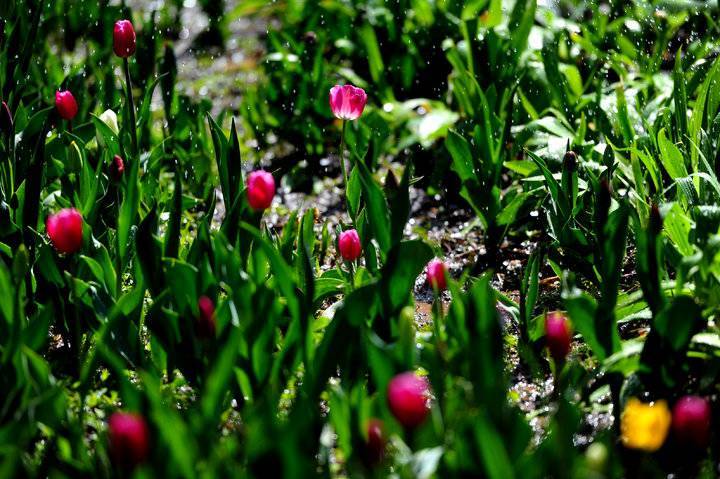 济南最美郁金香花海里下起太阳雨 红叶谷园丁给出答案 腾讯新闻