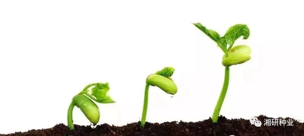 惊蛰|今日惊蛰｜春耕始，万物生