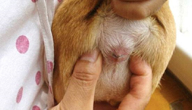 十人九痔,那么狗狗会得痔疮吗?答案虽是肯定的却也不太一样