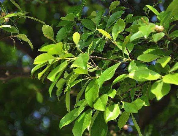 (市区绿化常见的小叶榕)