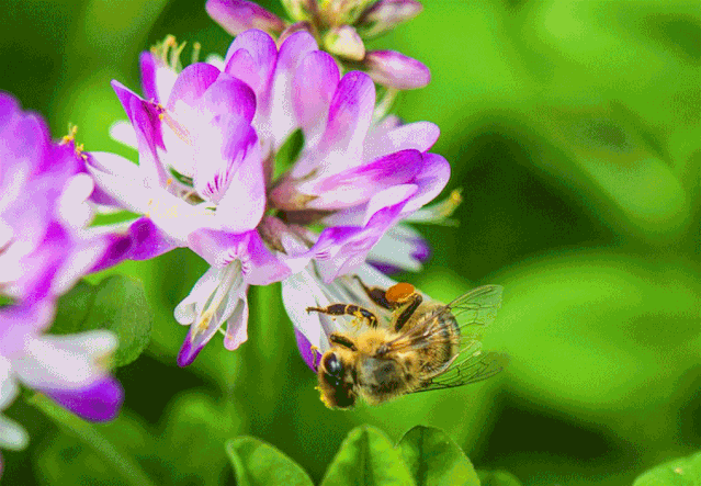 甜蜜的回憶——放蜂人來到我們家|放蜂人|蜜蜂|蜂箱|油菜花