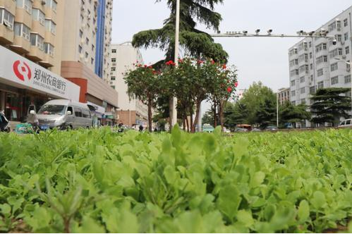 中原西路绿化带内的 野菜 不能食用 市民不要采摘 腾讯新闻