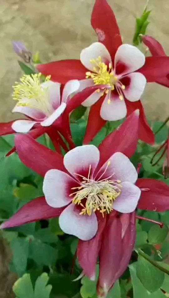 被花名耽误的4种花 实际可没有那么土 反而美艳动人 腾讯网