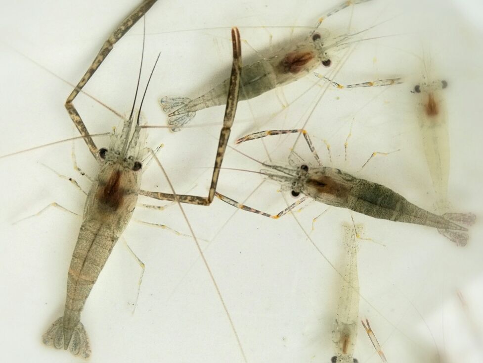 我感兴趣的是李时珍老先生提到的梅虾,在梅雨季节出产.