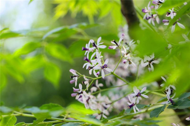 从诗词中的楝花开 来看古代的梅雨 是指什么时候 腾讯新闻