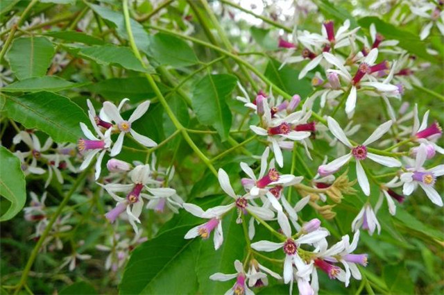 从诗词中的楝花开 来看古代的梅雨 是指什么时候 腾讯新闻