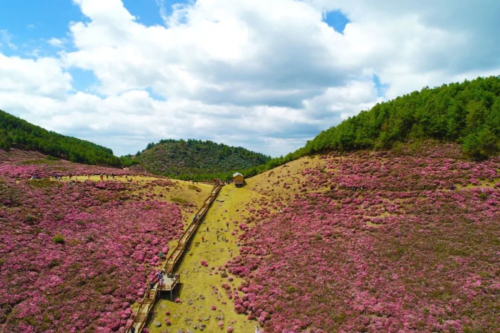 雲南祿勸馬鹿塘鄉的野生杜鵑已進入盛花期,4000多畝杜鵑爭相怒放,已有