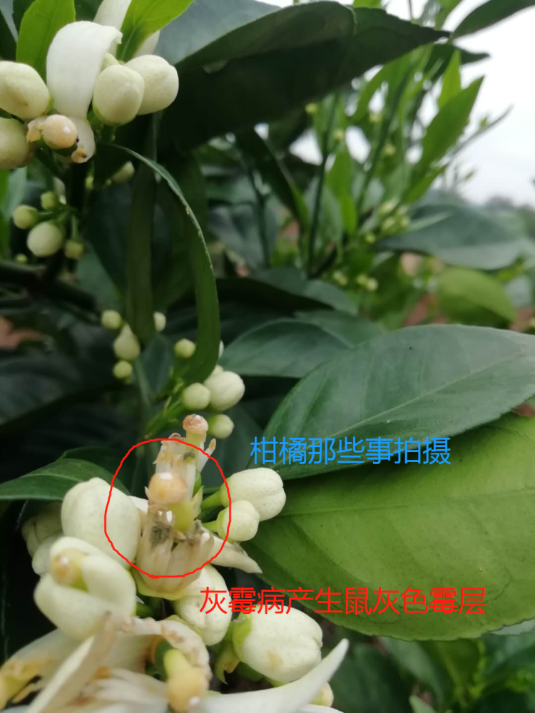 脐橙四年树要不要保花保果()