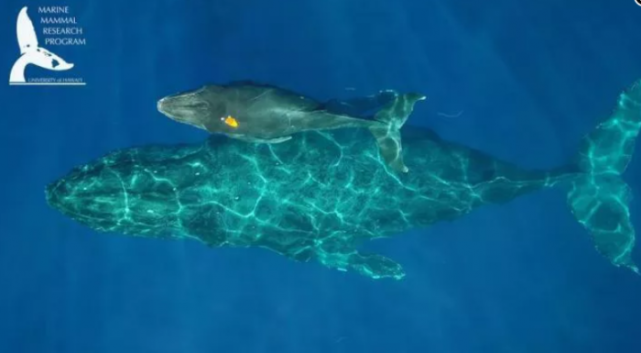 研究人员捕获座头鲸"哺乳"的罕见温情画面|座头鲸|鲸鱼|夏威夷大学