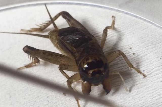 蟋蟀鉴赏:烈马白青