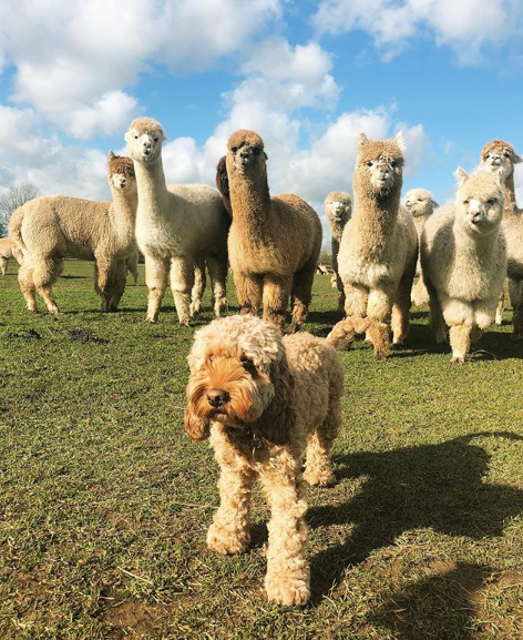 铲屎官准备给贵宾拍照,却被一群羊驼围观:像极了吃瓜时候的我_腾讯