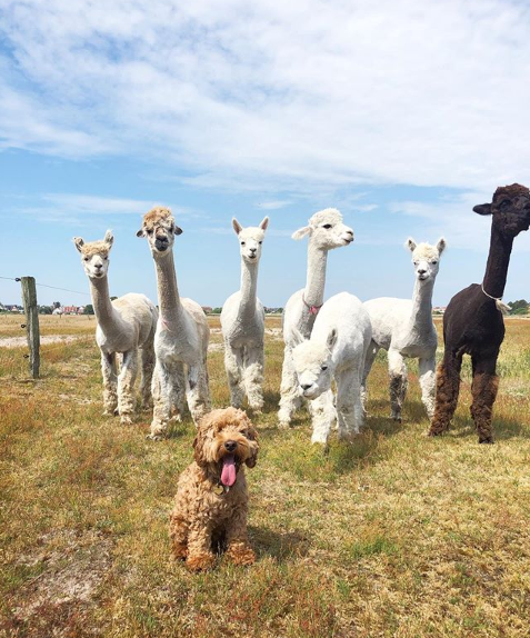 贵宾出门拍照,结果被一群羊驼围观,狗砸当场崩溃:球球你们,别看我了