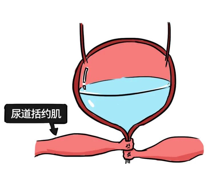 经常憋尿身体会发生什么