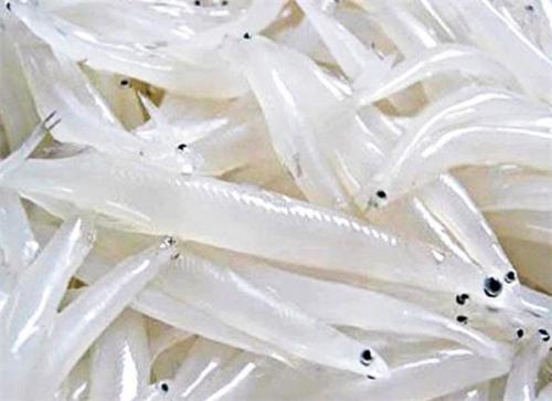 嵩县陆浑银鱼通体透明,营养价值极高,是美容养颜,补肝益脑的极品.