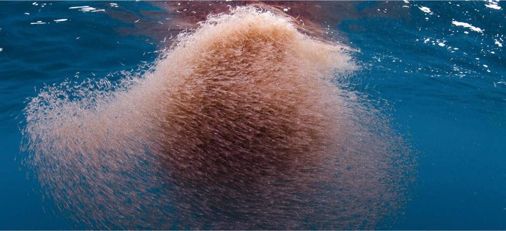 鲸鱼|被鲸鱼吞下肚后，人类活着的可能性有多大？