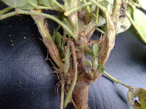 花生重茬根腐的预防方法,枯萎黄萎咋回事,花生软腐烂根喷什么