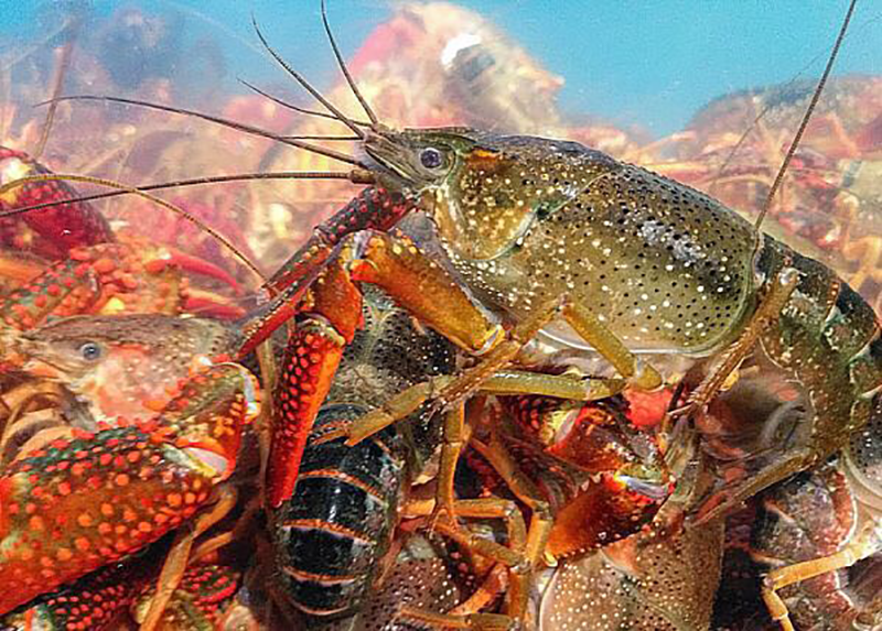 购买小龙虾时 选择青色还是红色 龙虾说出实情 别再买错 腾讯新闻