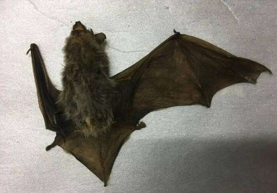 蝙蝠和老鼠长得像,它们存在血缘关系吗?