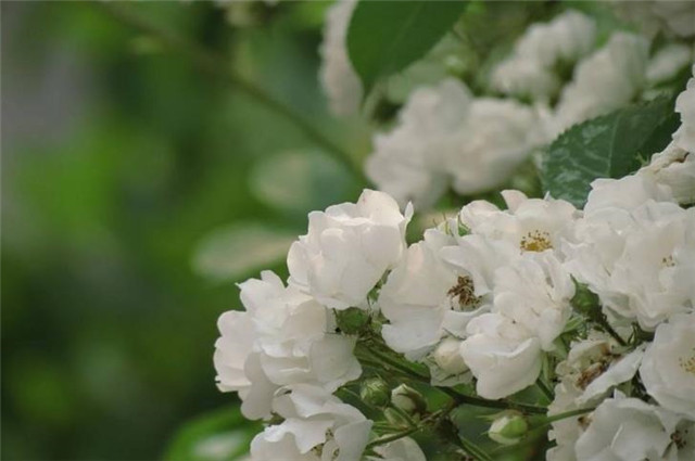 晚春花信风:开到荼蘼花事了,红楼梦大观园到底有没有荼蘼花?