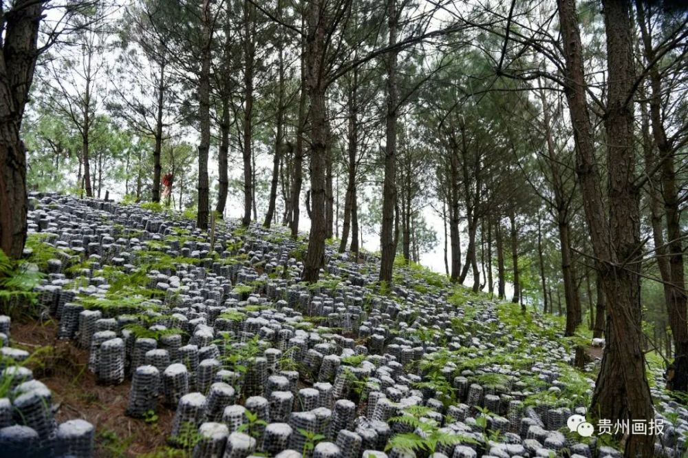 林下仿野生食用菌种植基地负责人杨汉波介绍,贵州剑荣菌业有限公司