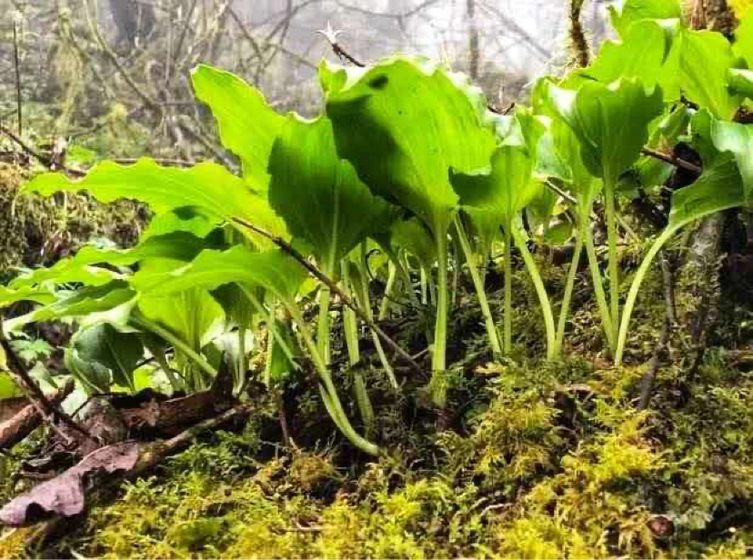 山野美味——鹿耳韭_腾讯新闻