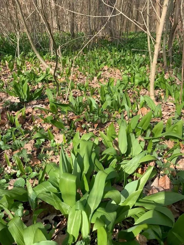 山野美味——鹿耳韭_腾讯新闻