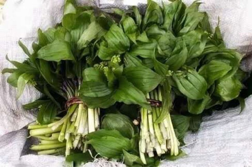 山野美味鹿耳韭