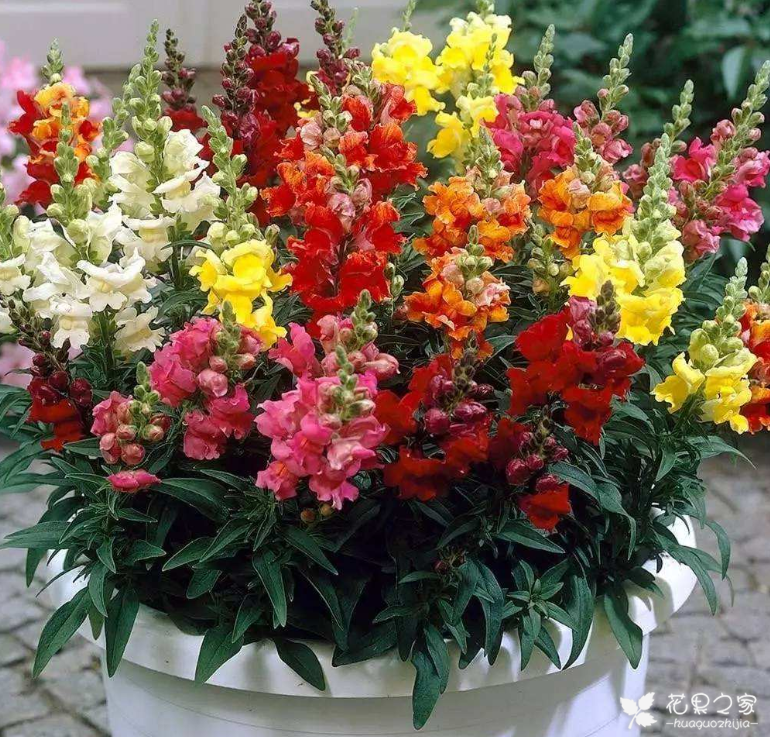 金鱼草怎么养 养金鱼草常见解答 养好金鱼草秘诀 腾讯新闻