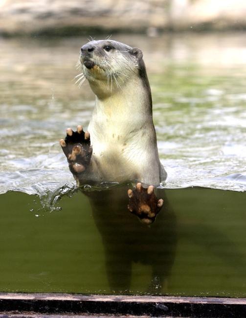 云游动物园一亚洲小爪水獭