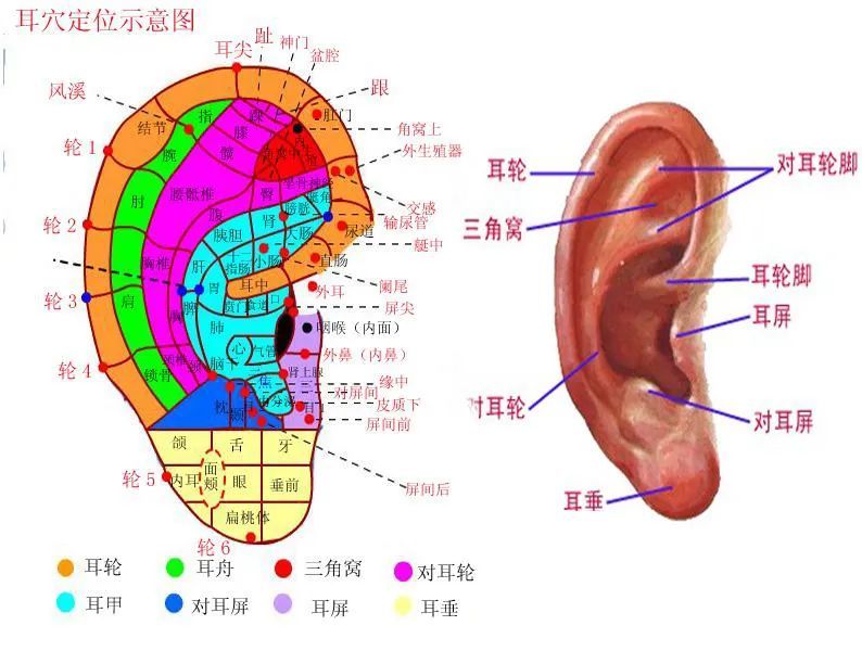 耳朵埋豆位置图简单版图片