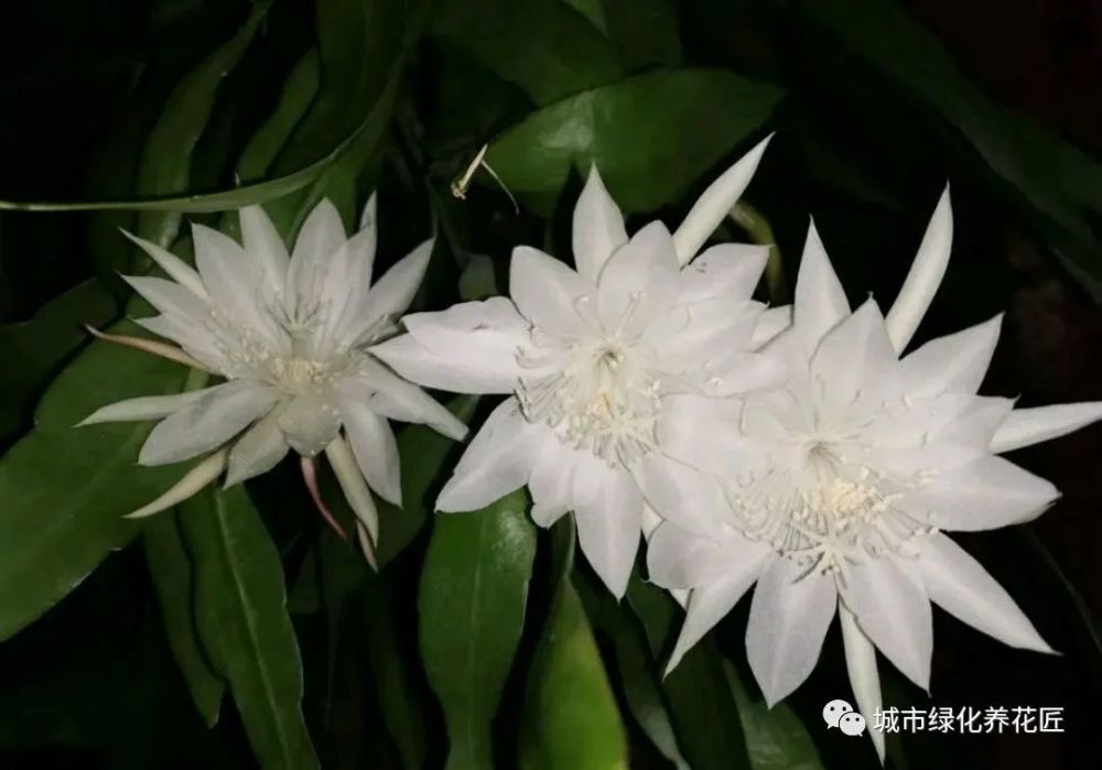 爱花少不了昙花 摘片叶来扦插 一开就是上百朵 一年开花好几次 腾讯新闻