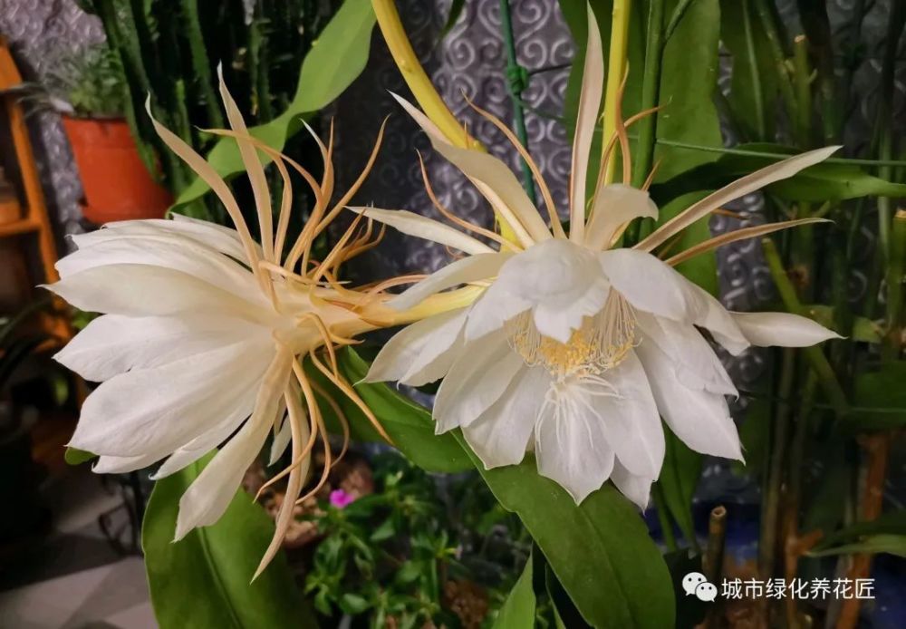 爱花少不了昙花 摘片叶来扦插 一开就是上百朵 一年开花好几次 腾讯新闻