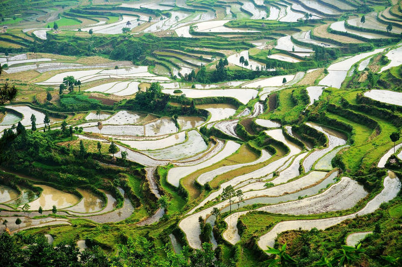 江南第二永嘉茗岙梯田,大地上的艺术品