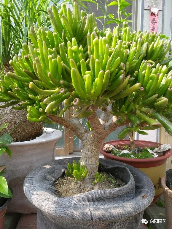 能"吸财"的多肉,养盆吸财树,肥水不要少,半年养到手臂粗