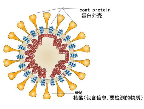 新冠肺炎病毒核酸检测是什么 也是抽血检查吗 新冠肺炎病毒 抽血 Dna