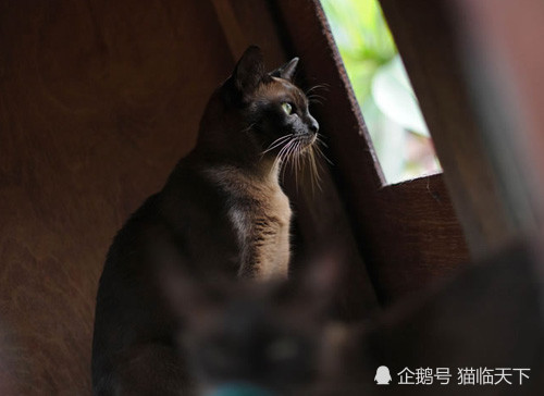 古暹罗寺庙猫,被称为包在丝绸里的砖头,猫咪界的长舌妇