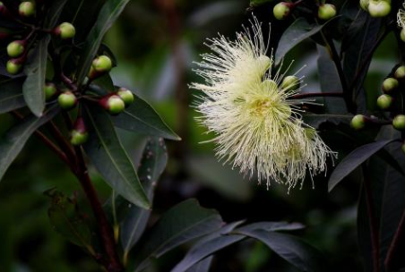人称"铃铛果",南方才有特色水果,北方很少人吃过,5月将上市