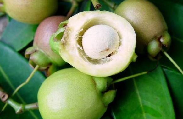 人称"铃铛果",南方才有特色水果,北方很少人吃过,5月将上市