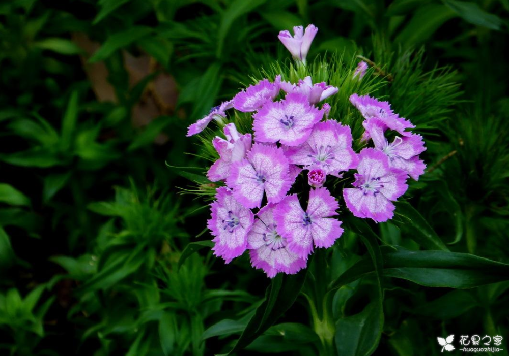 须苞石竹怎么养养须苞石竹常见解答养好须苞石竹秘诀