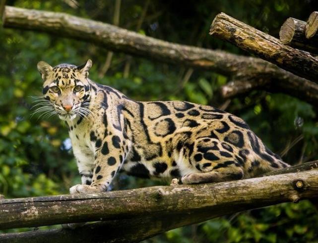 台湾云豹消失36年重现?为什么灭绝动物会重现?专家说出答案