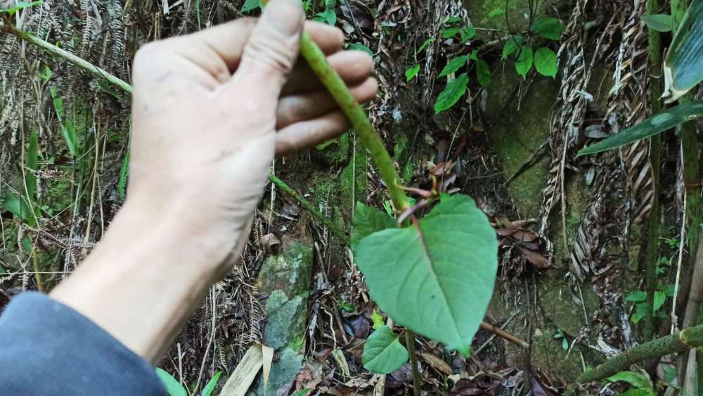 農村荒野有種柔軟的藤蔓卻有個很響的名字它叫虎杖