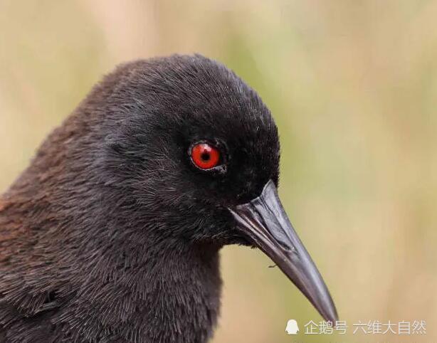 生活在荒岛上一种秧鸡本是善飞的鸟类最终变为最小的不会飞行的秧鸡之