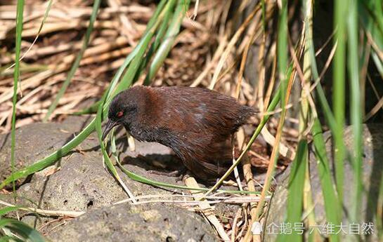 生活在荒岛上一种秧鸡,本是善飞的鸟类,最终变为最小的不会飞行的秧鸡