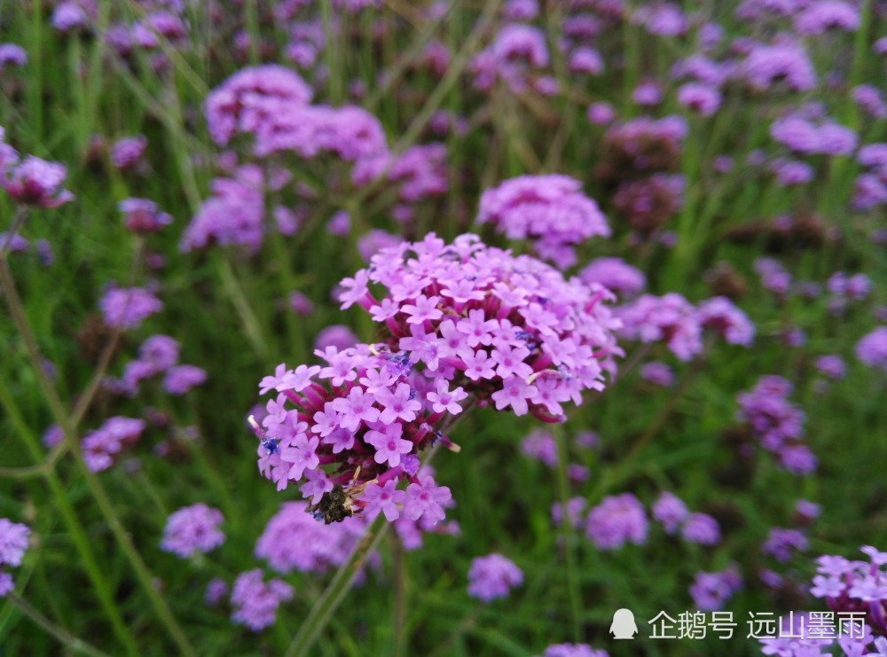 昆明滇池边的紫色花海 惊艳迷人 您知道它们都是什么花儿吗 腾讯新闻