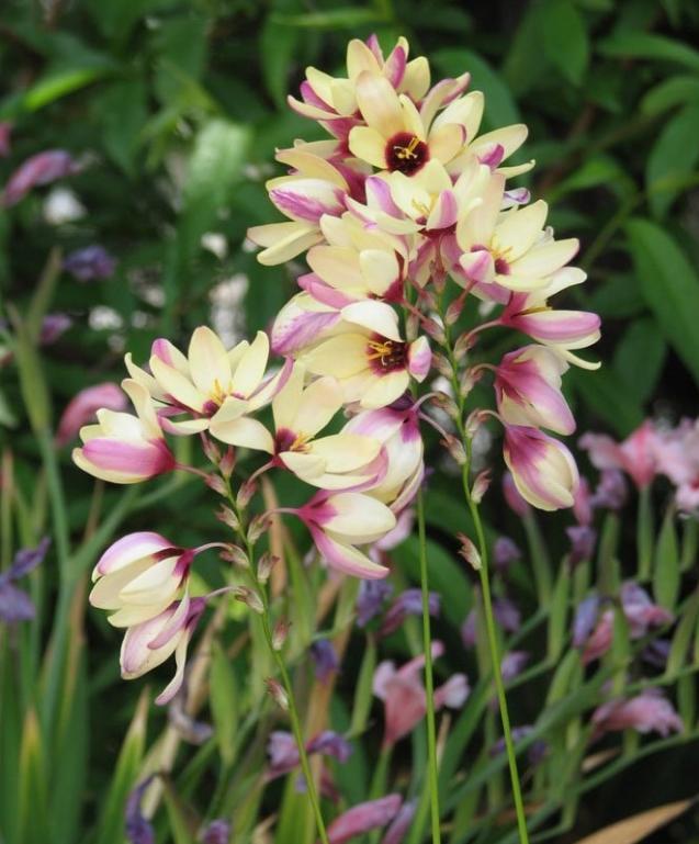 玉米百合玉米百合花语:执著的爱,勇敢;送花对象:异性朋友编笠百合花语