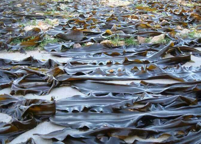 买海带,"内行"遇到这种,再便宜也不买,老板:自家人从不吃!