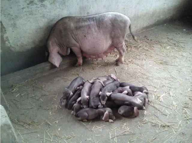 土杂母猪指的是外来品种,如长白种猪,大约克和地方母猪杂交产下的猪仔