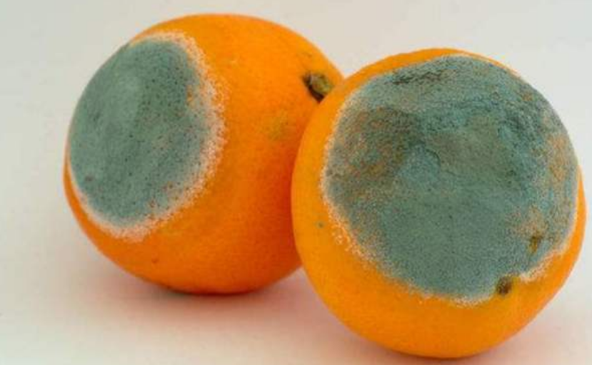 服务员端上一个"发霉橘子",一勺子刮开后,顾客:太美味了!