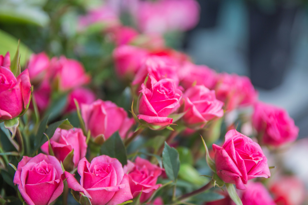 四月花海上线 新津最新赏花刷屏打卡点 在这儿 腾讯新闻