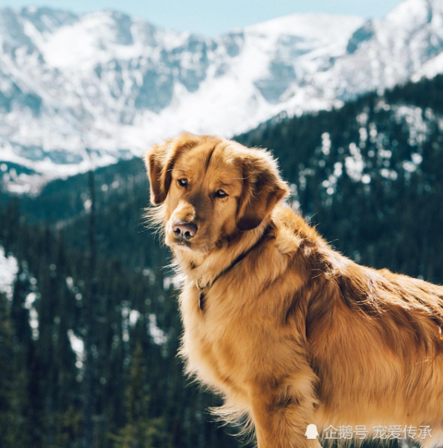 世界上最帥的金毛犬論氣質樣貌它就是寵物界中的發哥